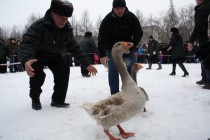 Заводчик пытается поймать гуся после боя