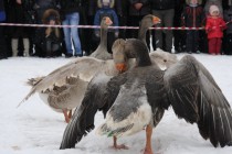 Запрещены удары в ноги