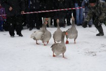 Гуси выходят на импровизированный бойцовский ринг