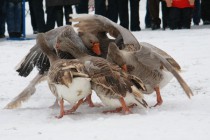 Гусиные бои ежегодно проходят в Павлово
