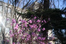 Сакура зацвела в Нижегородском кремле