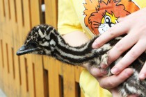 Птенец страуса Эму