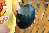 Скорлупа, из которой вылупился птенец