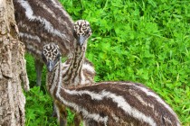 Птенцы страуса Эму