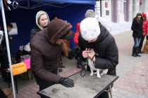 Судья оценивает правильность прикуса у собаки