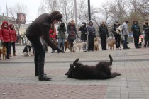 Участница соревнований демонстрирует навыки дрессуры