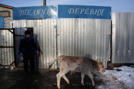 Телячья деревня открылась в Большемурашкинском районе Нижегородской области