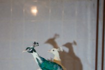 Павлины