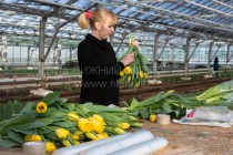 Работницы комбината занимаются сортировкой цветов и упаковкой