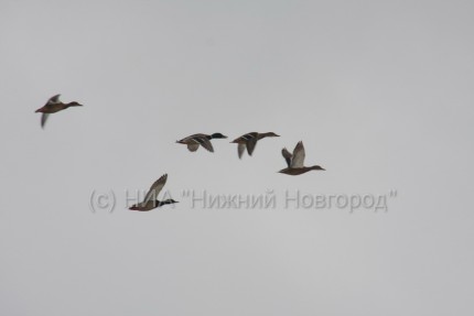 Весенний паводок начался в Нижегородской области