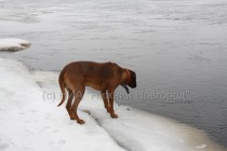 Собака пытается попить воды из Волги