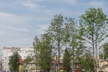 Администрация Нижнего Новгорода будет продолжать практику посадки деревьев-крупномеров на улицах города