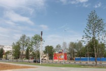 На улице Красносельская и площади Лядова прижились почти все каштаны-крупномеры, высаженные в качестве эксперимента в ноябре 2012 года