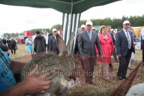 Валерий Шанцев осматривает стенд с кроликами-великанами