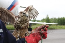 Сокол-балабан состоит на довольствие в аэропорту для отгона птиц