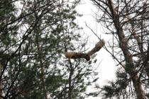 Совы быстро освоились на новом месте и перелетали с ветки на ветку