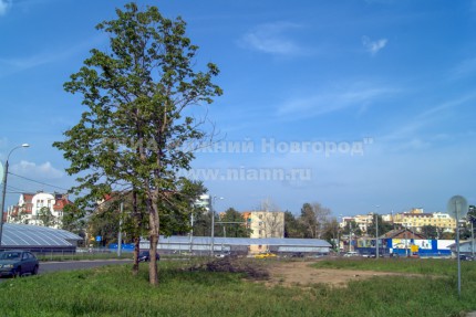 Большинство каштанов на пл. Лядова в Нижнем Новгороде вырублены