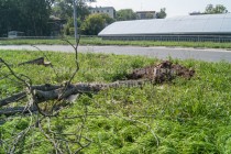 Большинство каштанов на пл. Лядова в Нижнем Новгороде вырублено