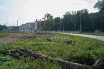 Большинство каштанов на пл. Лядова в Нижнем Новгороде вырублено