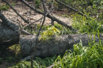 Большинство каштанов на пл. Лядова в Нижнем Новгороде вырублено