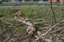 Большинство каштанов на пл. Лядова в Нижнем Новгороде вырублено