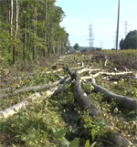 Часть деревьев вырублена на территории Щелоковского хутора в Нижнем Новгороде