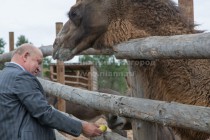 Валерий Шанцев также посетил небольшой зоопарк, расположенный рядом с гипсовой шахтой, где живут страусы, ламы, ослики, верблюд, лисы и рысь