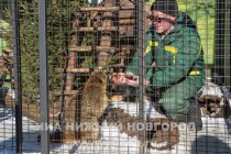 Звериную Масленицу отпраздновали сегодня в зоопарке Лимпопо