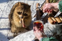 Звериную Масленицу отпраздновали сегодня в зоопарке Лимпопо
