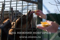 Звериную Масленицу отпраздновали сегодня в зоопарке Лимпопо