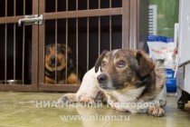 Современный пункт передержки бездомных животных открылся в Нижнем Новгороде