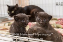 Современный пункт передержки бездомных животных открылся в Нижнем Новгороде