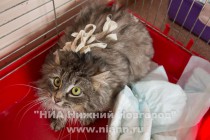 Современный пункт передержки бездомных животных открылся в Нижнем Новгороде