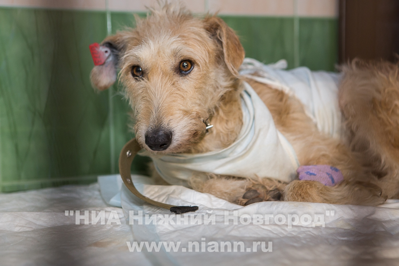 Администрация Нижнего Новгорода заключила контракт на регулирование численности безнадзорных животных с ООО Зоозащита-НН