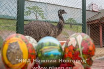 В зоопарке Лимпопо прошел мастер-класс по росписи страусиных яиц