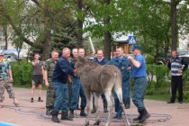 Застрявшего в городском пруду молодого лося спасли в Семенове Нижегородской области (Видео)