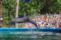 Дельфинарий под открытым небом открылся в Нижнем Новгороде