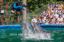 Дельфинарий под открытым небом открылся в Нижнем Новгороде