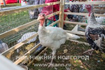 Фестиваль День улицы Рождественской