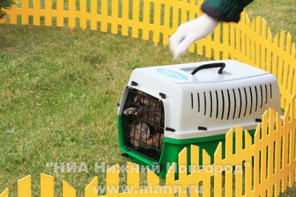 Детеныши пумы впервые вышли на прогулку в нижегородском зоопарке Лимпопо