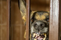 Открытие зонального кинологического центра в Нижнем Новгороде