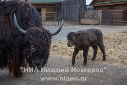 Прогулка семейства яков с новорожденным детенышем в нижегородском зоопарке Лимпопо