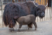 Прогулка семейства яков с новорожденным детенышем в нижегородском зоопарке Лимпопо
