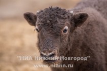 Прогулка семейства яков с новорожденным детенышем в нижегородском зоопарке Лимпопо