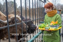 Прогулка семейства яков с новорожденным детенышем в нижегородском зоопарке Лимпопо