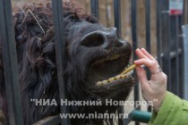 Прогулка семейства яков с новорожденным детенышем в нижегородском зоопарке Лимпопо