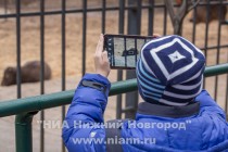 Прогулка семейства яков с новорожденным детенышем в нижегородском зоопарке Лимпопо