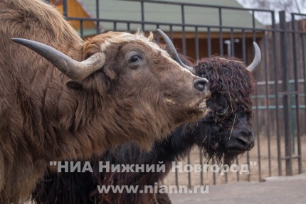 Значимые события ноября 2014 года в фоторепортажах НИА Нижний Новгород