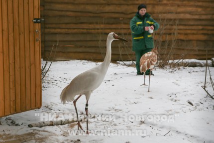Новоприбывшие стерхи осваиваются в нижегородском зоопарке Лимпопо