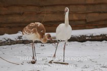 Новоприбывшие стерхи осваиваются в зоопарке Лимпопо
